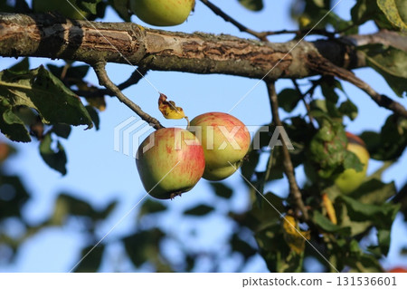 Juicy apples ripening naturally in countryside orchard. 131536601
