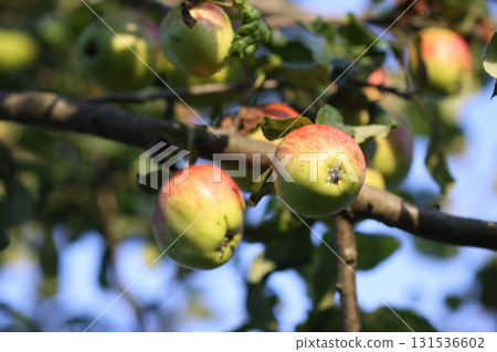 Juicy apples ripening naturally in countryside orchard. 131536602