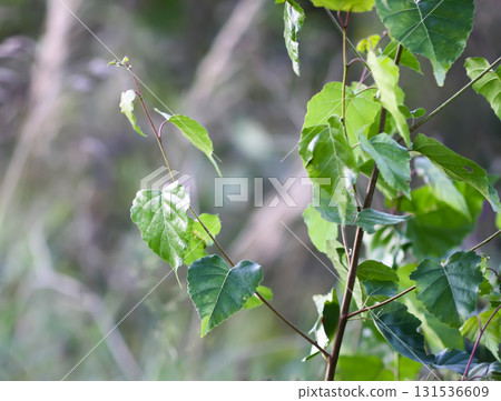 Birch trees growing in green summer woodland. 131536609