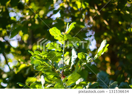 Majestic green oak tree in summer forest. Majestic green oak tree in summer forest. 131536634