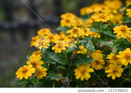 紫菊(菊科)一年生植物 紫菊(菊科)一年生植物 131536635
