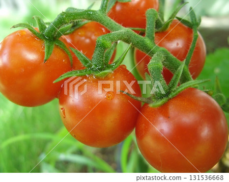 Fresh red cherry tomatoes hanging from a bunch 131536668