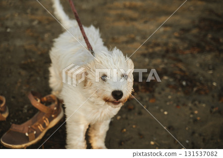Fluffy Puppy Enjoying a Windy Day at the Beach 131537082