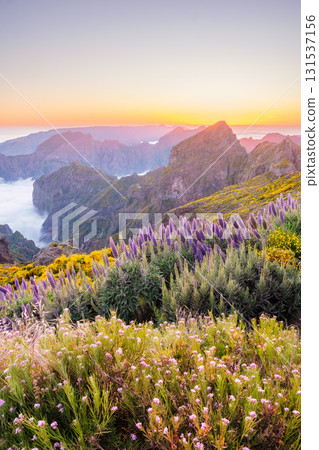 View from Pico do Arieiro of mountains over clouds with Pride of Madeira flowers and blooming Cytisus shrubs after sunset. Madeira island, Portugal 131537156