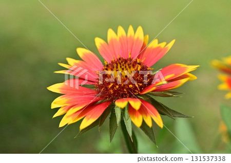 天人菊屬(菊科) 天人菊屬(菊科) 131537338