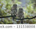 Brothers of the Ezo Owl 131538008
