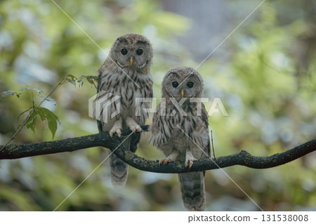 Brothers of the Ezo Owl 131538008