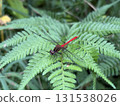 Red dragonfly that sticks to the leaves 131538026