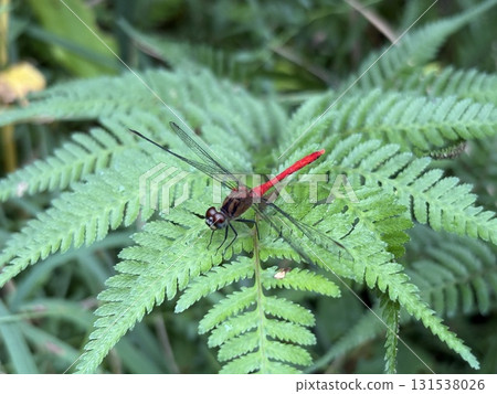 Red dragonfly that sticks to the leaves Red dragonfly that sticks to the leaves 131538026