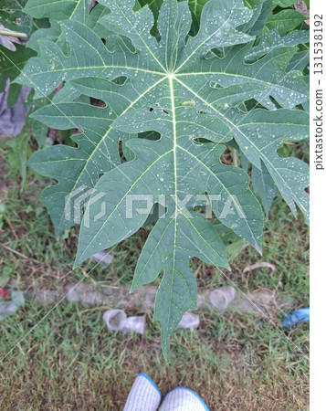 Close-up of a large, green papaya leaf with water droplets, showing intricate veins Close-up of a large, green papaya leaf with water droplets, showing intricate veins 131538192