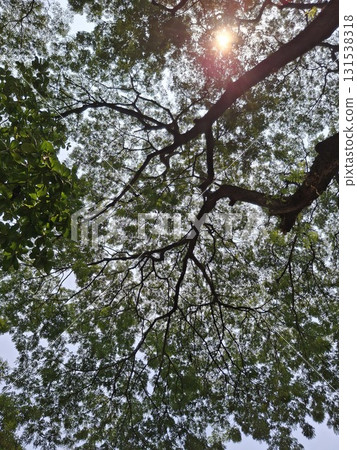 Looking up through lush green tree canopy with sunbeams filtering through leaves and branches Looking up through lush green tree canopy with sunbeams filtering through leaves and branches 131538318