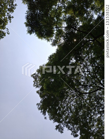 Looking up through lush green tree branches towards a bright, overcast sky, creating a natural frame 131538322