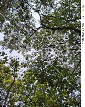 Looking up through the dense canopy of green leaves and branches of a large tree against a bright sky 131538460