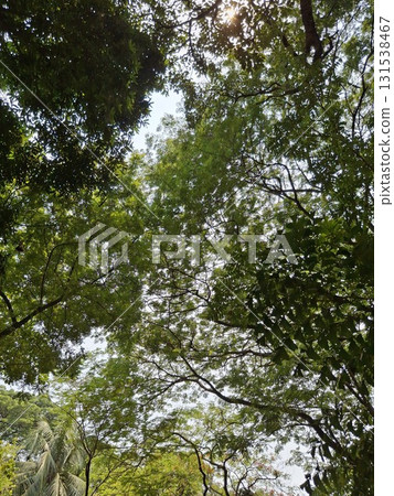 Looking up through lush green canopy of tropical trees 131538467