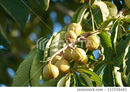 Fruitful Horse Chestnut Trees 131538481
