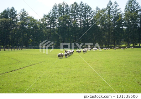 Sheep's March 131538500