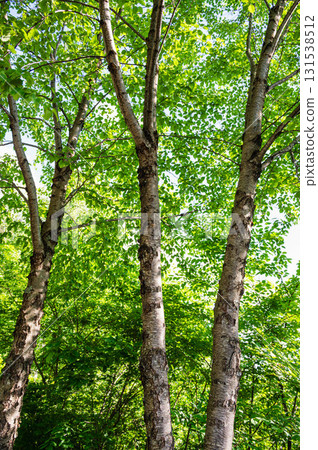 Minebari Tree Minebari Tree 131538512