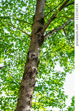 Minebari Tree 131538514