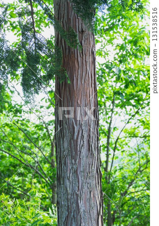 Japanese cypress Japanese cypress 131538516