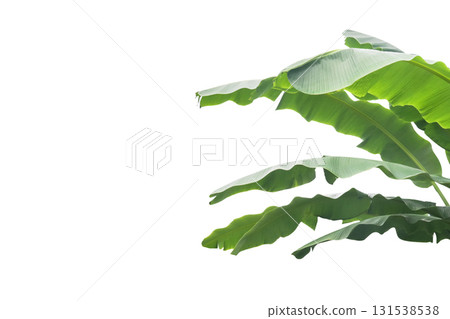 Cut out banana leaf isolated with clipping path Cut out banana leaf isolated with clipping path 131538538
