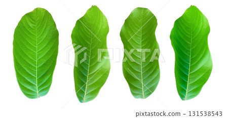 Cut out Lagerstroemia leaves isolated with clipping path 1 Cut out Lagerstroemia leaves isolated with clipping path 1 131538543