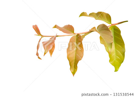 2. Cut out Lagerstroemia leaves isolated with clipping path 2. Cut out Lagerstroemia leaves isolated with clipping path 131538544