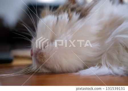 Cute fluffy white cat sleeping on the table with funny pose. Mixed breed cat between Maine Coon and Scottish Fold. 131539131