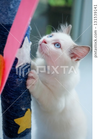 3 months old, ragdoll kitten playing with cat scratching post, domestic cat 3 months old, ragdoll kitten playing with cat scratching post, domestic cat 131539141