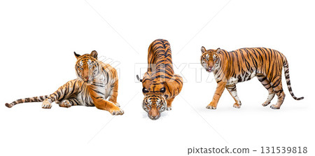 collection, royal tiger (P. t. corbetti) isolated on white background clipping path included. The tiger is staring at its prey. collection, royal tiger (P. t. corbetti) isolated on white background clipping path included. The tiger is staring at its prey. 131539818