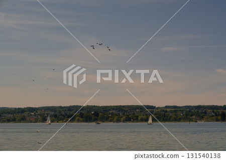 seagulls flying over the sea seagulls flying over the sea 131540138