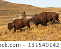 Two American bison grazing in a dry grassy field of Yellowstone National Park. 131540142