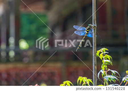 A dragonfly resting its wings in the grounds of Tanzan Shrine in Nara 131540228