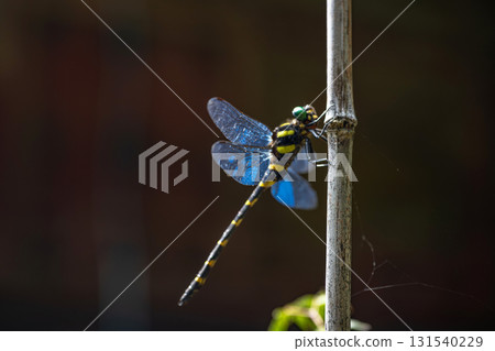 A dragonfly resting its wings in the grounds of Tanzan Shrine in Nara A dragonfly resting its wings in the grounds of Tanzan Shrine in Nara 131540229