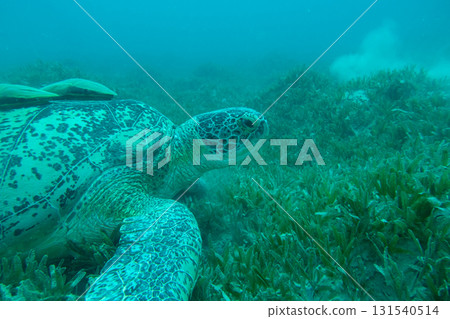 A big Sea Turtle in a grassy underwater area. Plenty of silt in the blue water  131540514