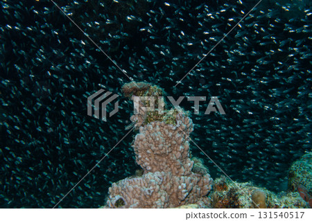A swarm of tiny glass fish at a Red Sea tropical coral reef. Picture from Makdi Bay, Hurghada, Egypt A swarm of tiny glass fish at a Red Sea tropical coral reef. Picture from Makdi Bay, Hurghada, Egypt 131540517