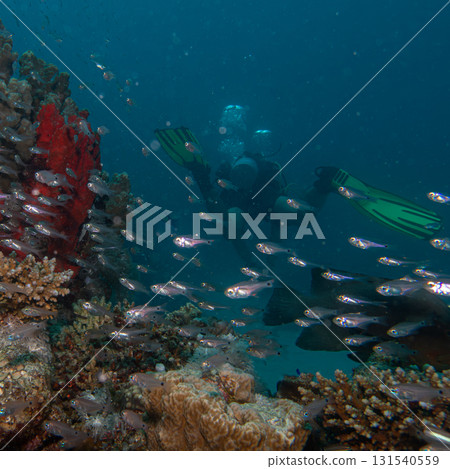 A swarm of tiny glass fish at a Red Sea tropical coral reef. Picture from Makdi Bay, Hurghada, Egypt A swarm of tiny glass fish at a Red Sea tropical coral reef. Picture from Makdi Bay, Hurghada, Egypt 131540559