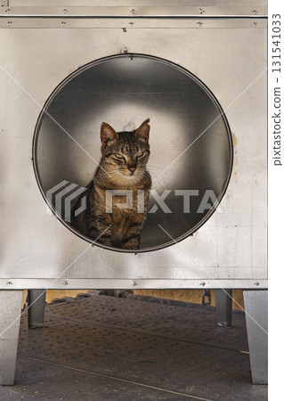 Tabby cat in circular metal box shelter, urban feline portrait Tabby cat in circular metal box shelter, urban feline portrait 131541033