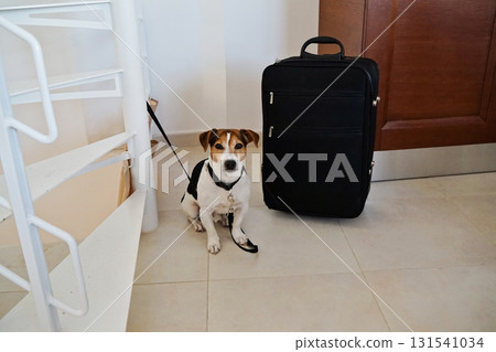 Dog with suitcase waiting to travel, cute terrier on leash indoors Dog with suitcase waiting to travel, cute terrier on leash indoors 131541034