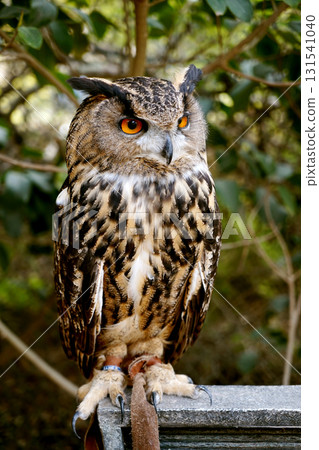 Eurasian eagle owl falconry portrait with orange eyes and ear tufts Eurasian eagle owl falconry portrait with orange eyes and ear tufts 131541040