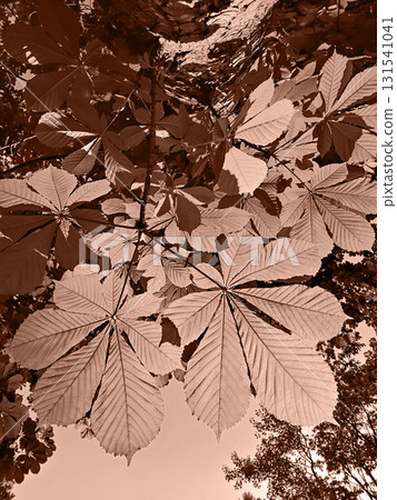 Mocha monochrome chestnut leaves backlit, botanical texture in trendy color 131541041