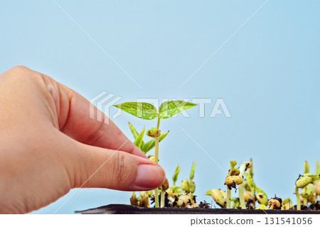 Hand harvesting microgreens seedlings from tray with tender leaves Hand harvesting microgreens seedlings from tray with tender leaves 131541056