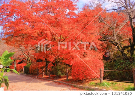 Bright red autumn leaves on the Philosopher's Path (Sakyo Ward, Kyoto City) Bright red autumn leaves on the Philosopher's Path (Sakyo Ward, Kyoto City) 131541080