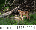 Young spotted deer standing against fallen tree. 131541114