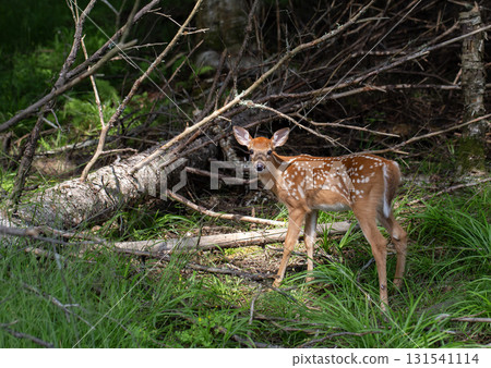 Young spotted deer standing against fallen tree. 131541114