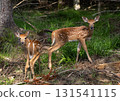 Two young spotted deer standing in a forest. 131541115