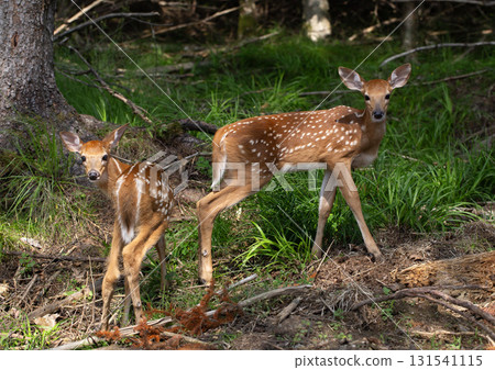 Two young spotted deer standing in a forest. Two young spotted deer standing in a forest. 131541115