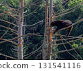 Brown bear resting on a tree branch. 131541116