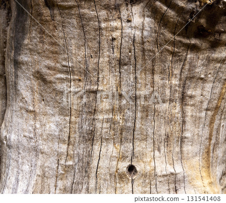 Olive tree bark pinaster trunk symbol. Texture made of olive tree bark . Beautiful olive tree bark trunk background. Greece, Conceptual image. Peaceful nature. Olive tree bark pinaster trunk symbol. Texture made of olive tree bark . Beautiful olive tree bark trunk background. Greece, Conceptual image. Peaceful nature. 131541408
