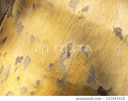 Platan, Platane, Platanus sycamore, plane tree trunk symbol. Texture made of Platan, Platane, sycamore, plane tree bark. Beautiful Platan tree trunk background. Conceptual image. Peaceful nature. 131541416