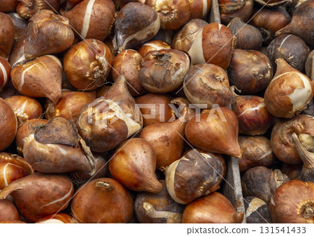 Tulip bulbs corms in wooden box on flower's market in Amsterdam. Tulip Bulbs for Sale Amsterdam Market. Full coverage image of tulip bulbs. Concept image. Tulip bulbs corms in wooden box on flower's market in Amsterdam. Tulip Bulbs for Sale Amsterdam Market. Full coverage image of tulip bulbs. Concept image. 131541433